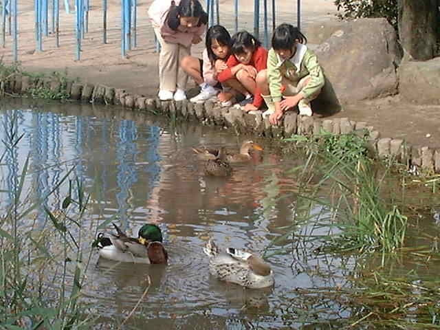近くの川上小学校のホタル池